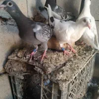 کبوتر|پرنده|گرمخان, |دیوار