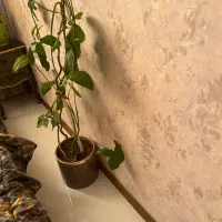 گل بسیار سالم و زیبا