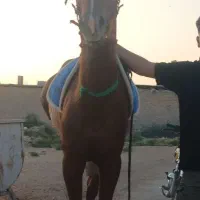 اسب نریان دوسر وارداتی کورسی