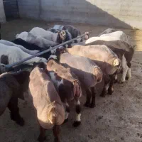 بره وکهره گوسفند گوشتی قیمت عمده مناسب ازدامدار