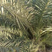 فروس انواع پاجوش/ فسیل نخل