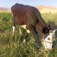 گوساله ماده سیمینتال