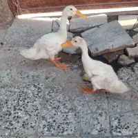غاز