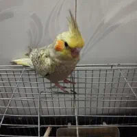عروس هلندی