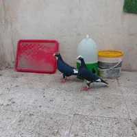 جفت نر و ماده پلنگ سیاه