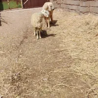 بره نر