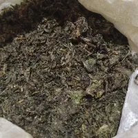 پیازو