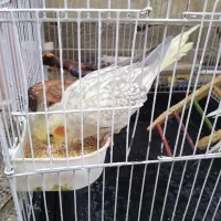 عروس هلندی سخنگو دستی21 کلمه حرف میزنه
