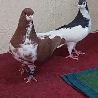 فروش کفتر
