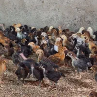 جوجه مرغ و خروس محلی