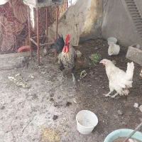 خروس محلی اصل