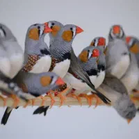 فروش فنچ بادرود
