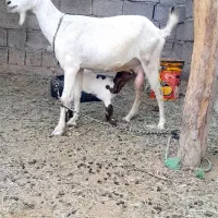 بز پاکستانی همراه با کهره نر ماده