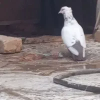 کبوتر