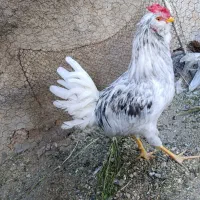 خروس گلین