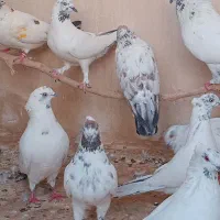14جفت مایه کفتر واقعی دهن خورده همه بالای 7 ساعت