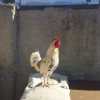مولدین گلین