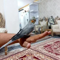 عروس هلندی