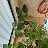 گل طبیعی و گلدان