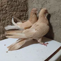 کبوتر زرد روزگاری