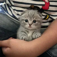 بچه گربه اسکاتیش