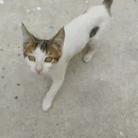 سرپرستی رایگان گربه