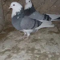 کبوتر|پرنده|تکاب, |دیوار