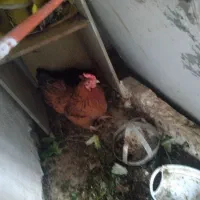 دوعدد مرغ تخم گذار