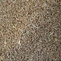 گندم قرمز مخلوط کفتر ارزن دان مرغ کنسانتره پلواری