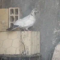 کبوتر|پرنده|یزد, |دیوار