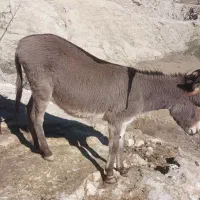 الاغ