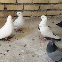 کبوتر دم سیاه