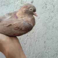 کبوتر نارنجی
