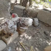 خروس تاقچه ویاندوت اورنج