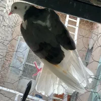 کفتر ابلغ