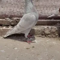 فیلی|پرنده|گنبد کاووس, |دیوار