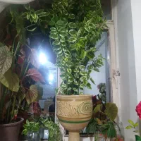 گل طبیعی