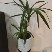 نخل یوکا درحال رشدباگلدان نوع