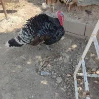 سلام یه دونه بوقلمون نر و ۴ تا بوقلمون ماده