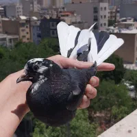 کفتر  جوجه گرفتنی