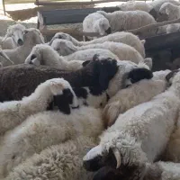 ۴۰ راس بره نر پلواری