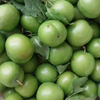 گوجه سبز ارتش آباد