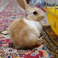 خرگوش