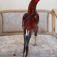 خروس نصل پادشاه