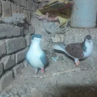 نروماده جفت