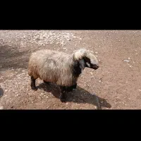 قوچ|حیوانات مزرعه|دوگنبدان, |دیوار