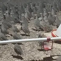 جوجه مرغ زینتی چهل روزه