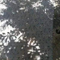 پتو
