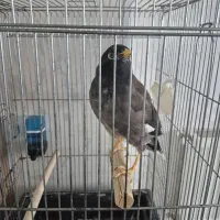 مرغ مینا سخنگو