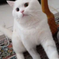 گربه اسکاتیش برتیش نر